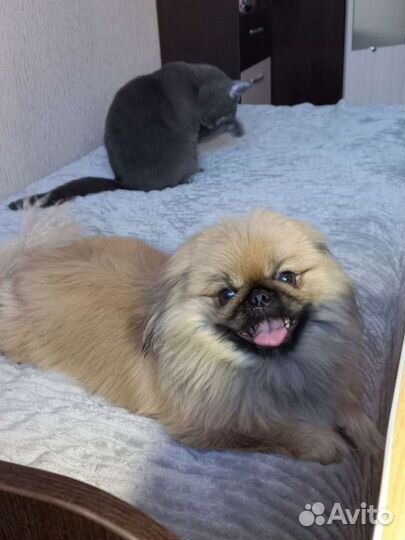 Вязка пекинес