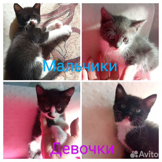Отдам котят