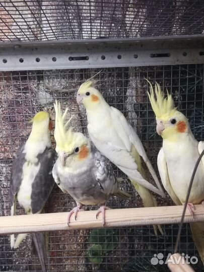 Попугаи корелла птенцы, клетки