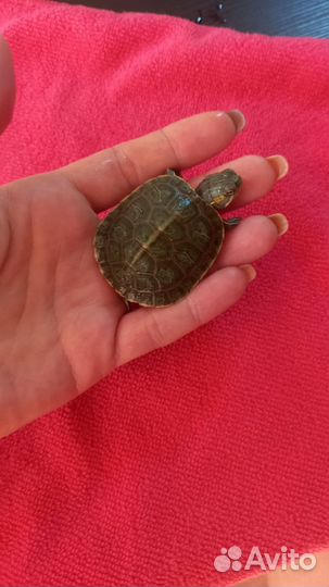 Красноухая черепашка