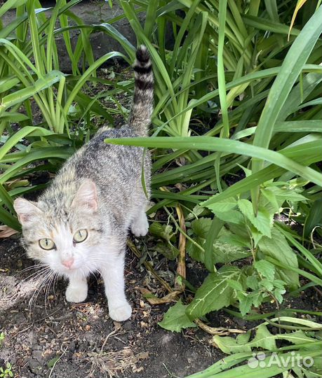 Кошка Люся ищет дом