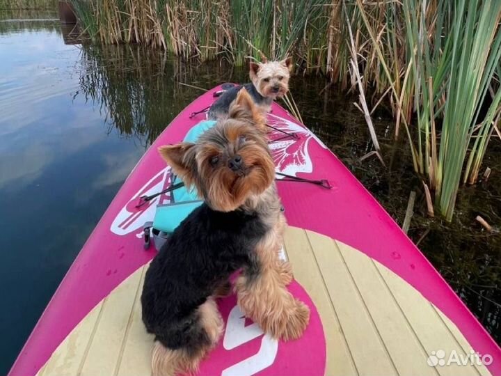 Аренда сап борда(sup board)