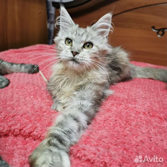 Шикарная серебрушка Мейн кун