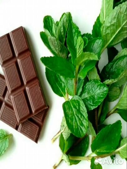 Мята Chokolate