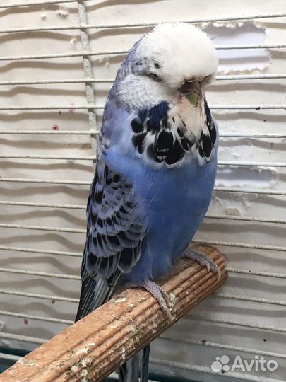 Выставочный Волнистый попугай,ввп,чех