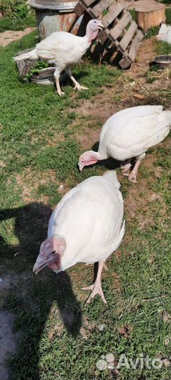 Мясо индюшки