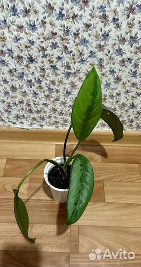 Аглаонема сильвер бей