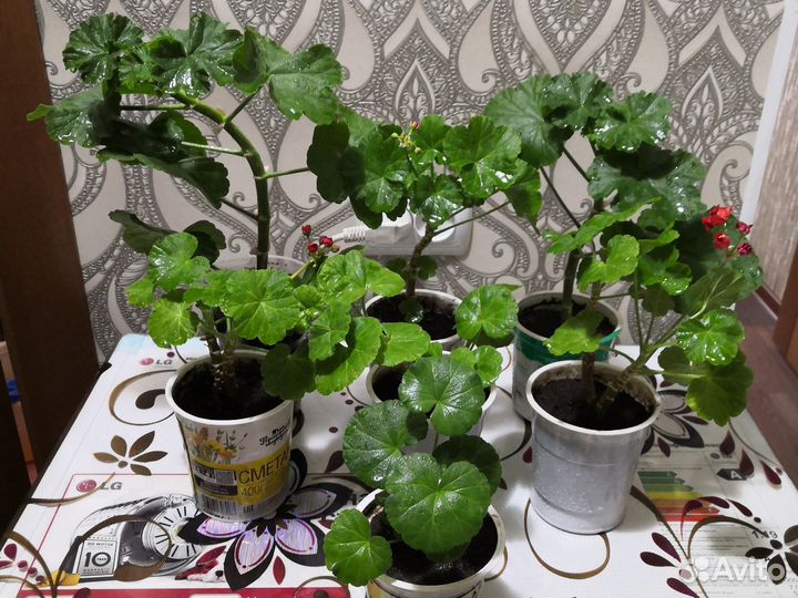 Пеларгония герань сортовая