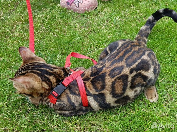 Бенгальский котенок