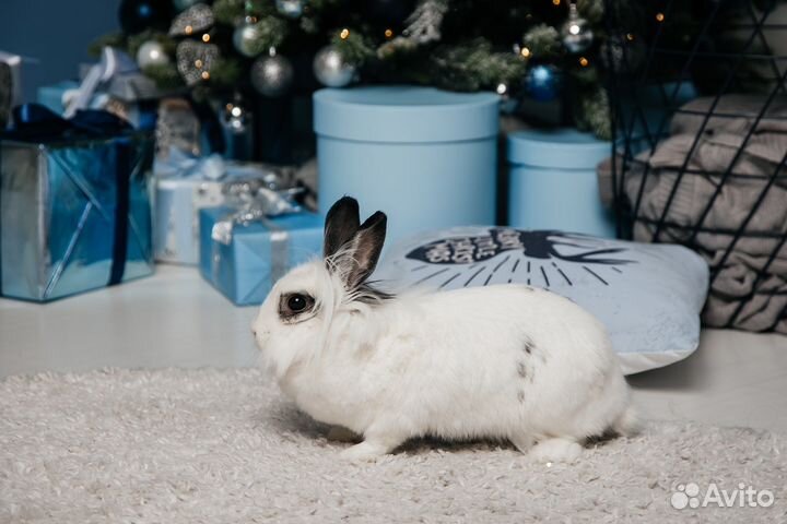Кролик в аренду