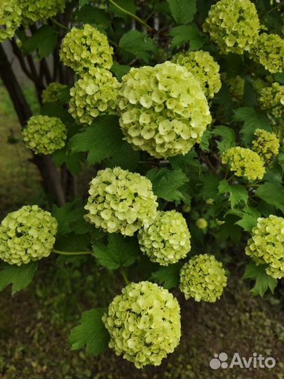 Калина Бульдонеж