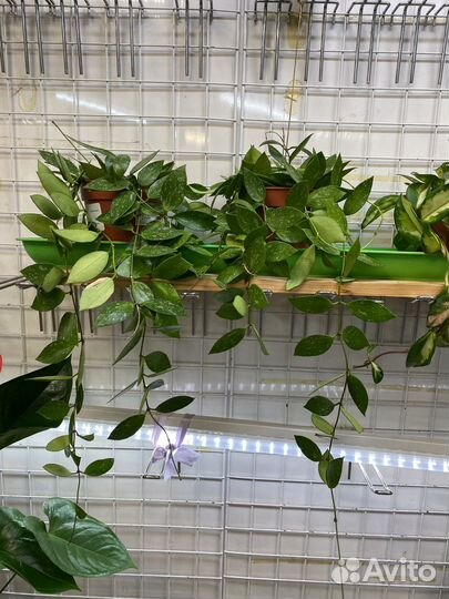 Хойя карноза триколор, хойя Вайети