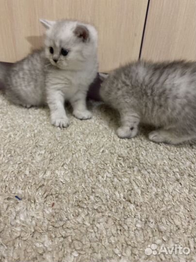 Шотландские котята