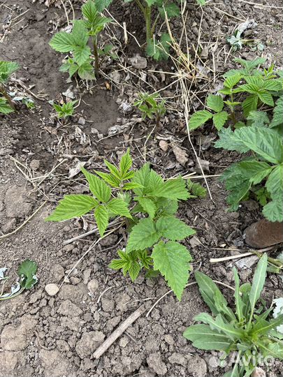 Малина ремонтантная