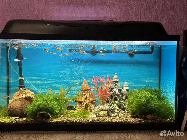 Аквариум Aquael 110л. С рыбками и растениями