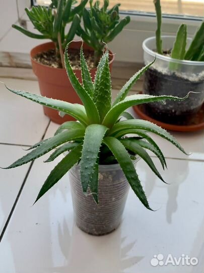 Алоэ остистое