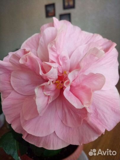 Гибискусы розовые 9 видов