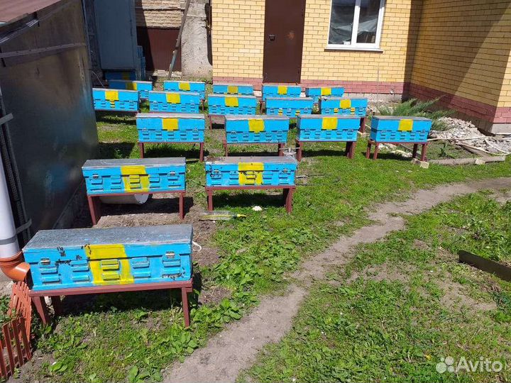 Улей для вывода маток