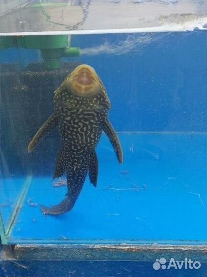 Сом Парчовый птеригоплихт