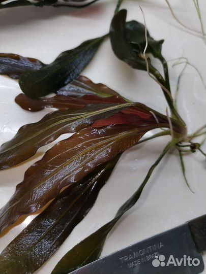 Эхинодорусы