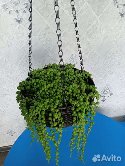 Крестовник роули (сенецио)