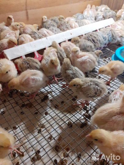 Перепелята суточные