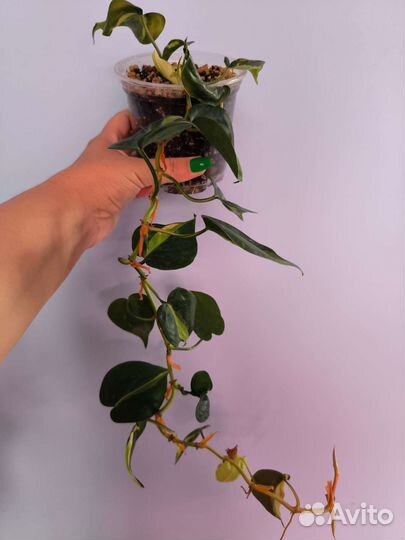 Филодендрон Крем Сплэш