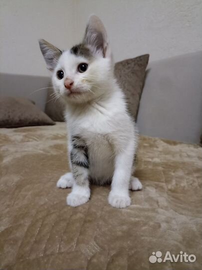 Котята в добрые руки мальчики