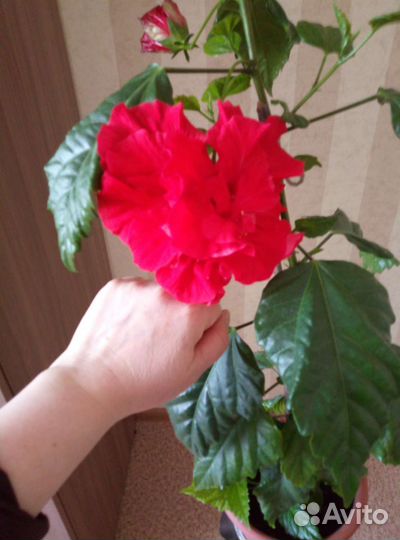 Гибискус махровая китайская роза