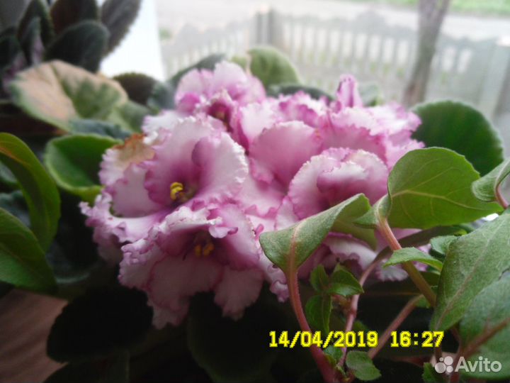 Комнатные цветы