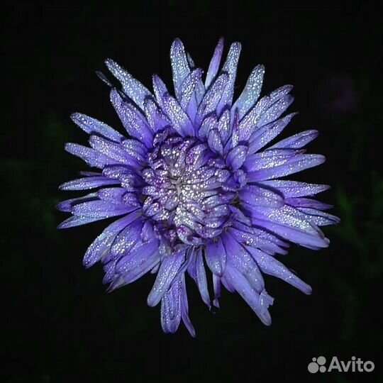 Астра новобельгийская. Цветы. Многолетник