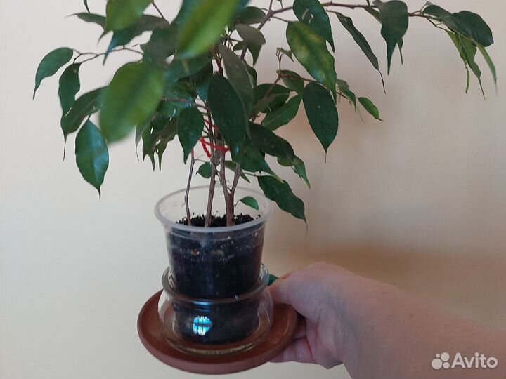 Фикус бенджамина