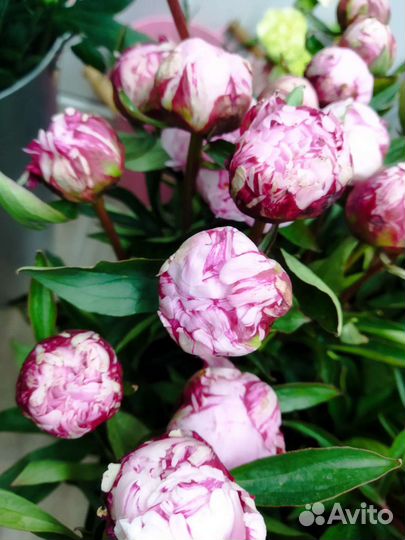 Пионы Нидерланды