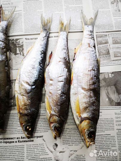 Рыба Кутум, шамайка, рыбец, вобла