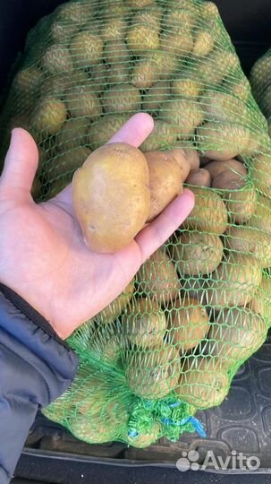 Семенной картофель. Сорт «Гала»