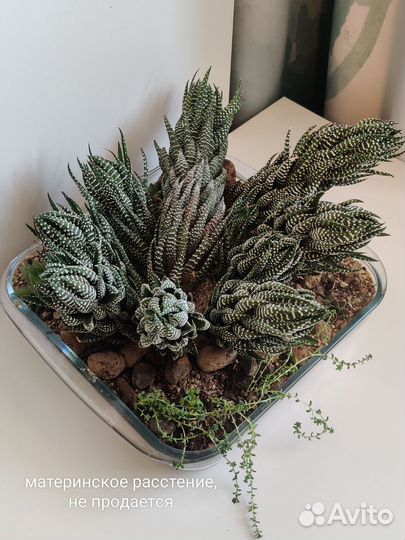 Суккулент Жемчужная хавортия аттенуата