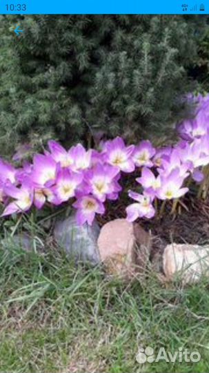 Многолетние цветы