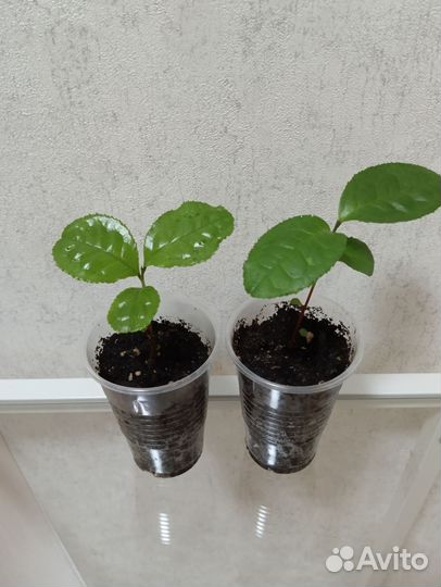 Камелия китайская