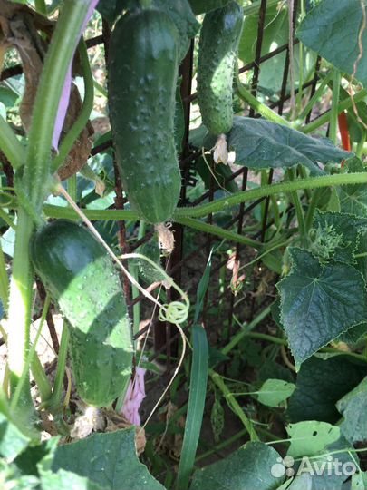 Лук, чеснок, огурцы