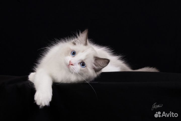 Котята Рэгдолл