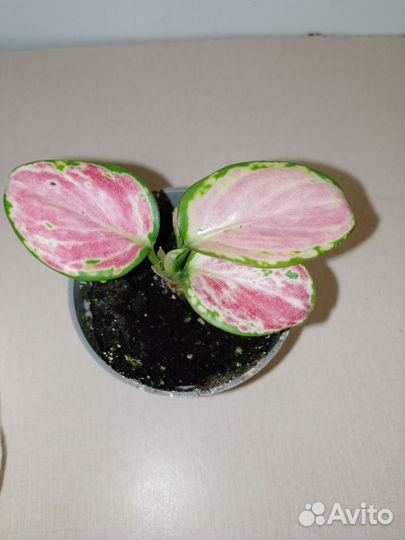 Аглаорема рэд циркор