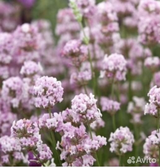 Лаванда Элеганс Пинк