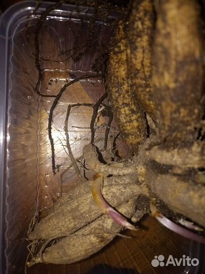 Георгина клубни