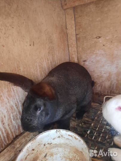 Кролики мясных пород