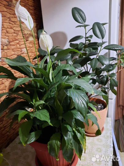 Спатифиллум