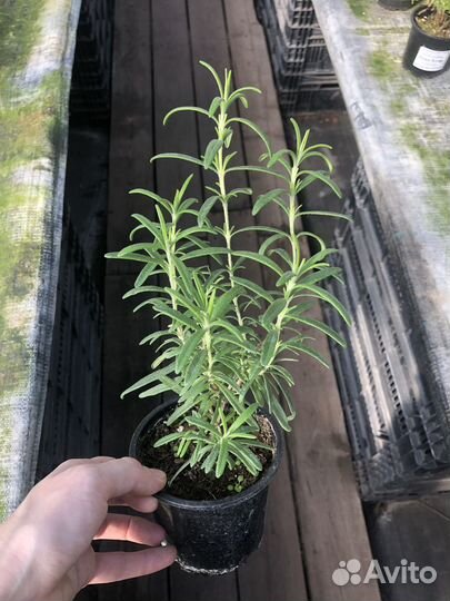 Мята, Розмарин, Тимьян, Шалфей, Орегано, Мелисса