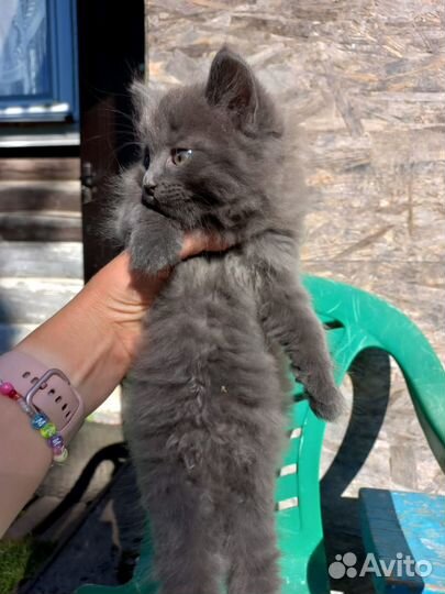 Кошечка в добрые руки