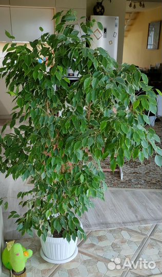 Фикус бенджамина большой