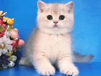 Британские котята - малыш в голубом золоте