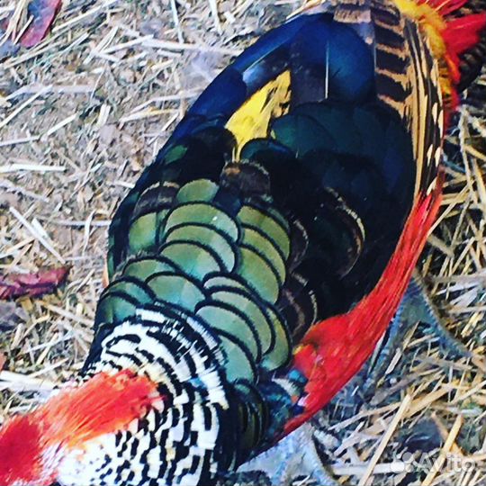 Фазаны алмазные